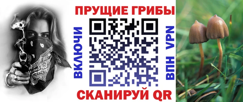 блэк спрут зеркало Юхнов Псилоцибиновые грибы мицелий